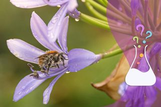Co když za deště nějaká kapka trefí letící včelu? - Médium.cz